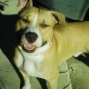 Tayson